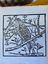 Image 2 of Red Shouldered Hawk Lino Cut Print 