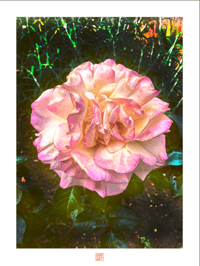 Image 1 of BIG BEAUTIFUL ROSE (24X18)