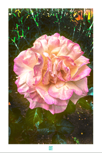 Image 1 of BIG BEAUTIFUL ROSE (36X24)