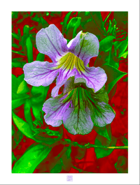 Image 1 of TURNING PURPLE (24X18)
