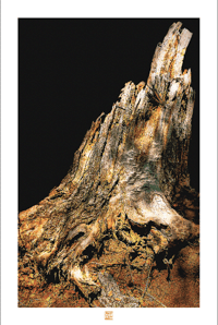 Image 1 of NATURE'S ART (36X24)