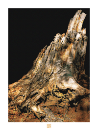 Image 1 of NATURE'S ART (24X18)