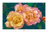 Image 1 of MOTHER'S DAY FLOWERS (24X36)