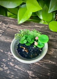 Image 1 of Miniature Koi Pond: Black Sand and Tourmaline