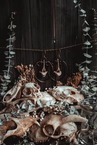 Image 1 of Wild bone hoops