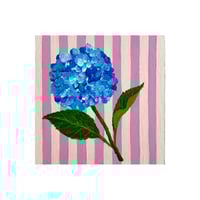 Image 1 of Hydrangea 