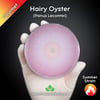 Hairy Oyster (Panus Lecomtei) Live Mycelium Mushroom Culture Spawn Seed