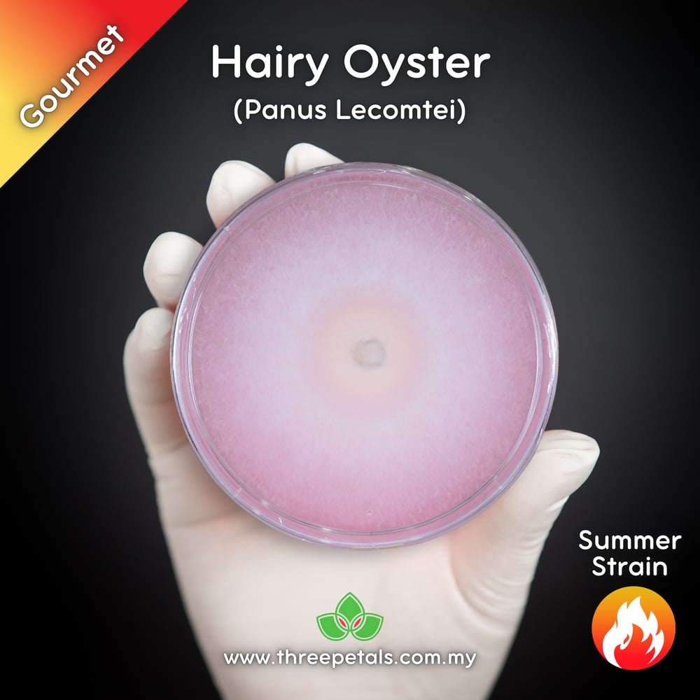 Hairy Oyster (Panus Lecomtei) Live Mycelium Mushroom Culture Spawn Seed