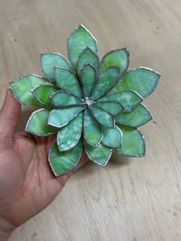 Image 3 of Chick &amp; Hen Succulent - Light Celery
