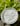 Sea Moss Whipped Body Butta 
