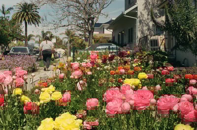 Image of Wholesale Flowers! 