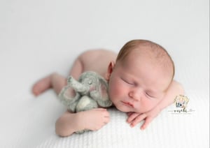 Image of Elephant lovey 