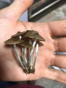 South India Tropical Woodlover