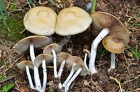 P. cf. subaeruginascens, South coast, South Africa
