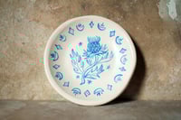 Image 1 of Plato 'Cardo'
