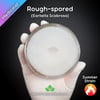 Rough-spored (Earliella Scabrosa) Live Mycelium Mushroom Culture Spawn Seed
