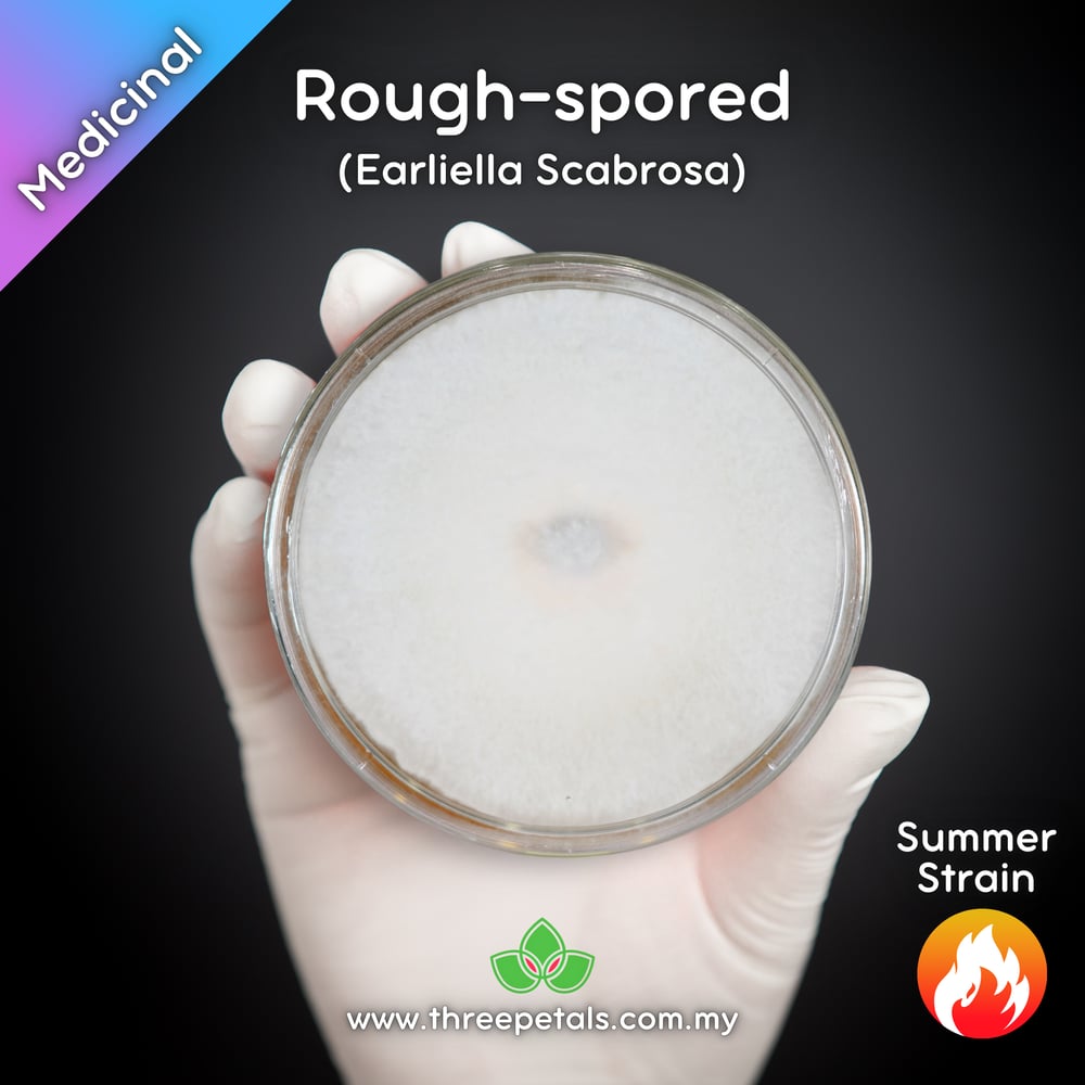 Rough-spored (Earliella Scabrosa) Live Mycelium Mushroom Culture Spawn Seed