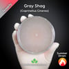 Gray Shag (Coprinellus Cinerea) Live Mycelium Mushroom Culture Spawn