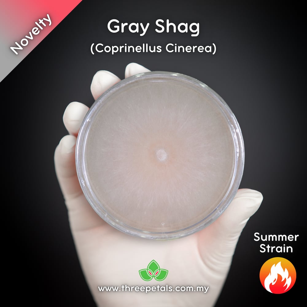 Gray Shag (Coprinellus Cinerea) Live Mycelium Mushroom Culture Spawn
