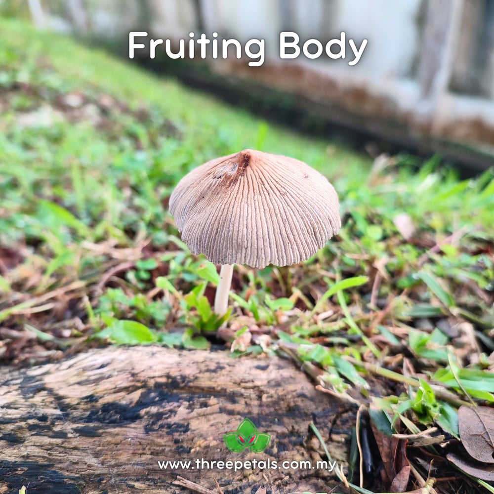 Gray Shag (Coprinellus Cinerea) Live Mycelium Mushroom Culture Spawn