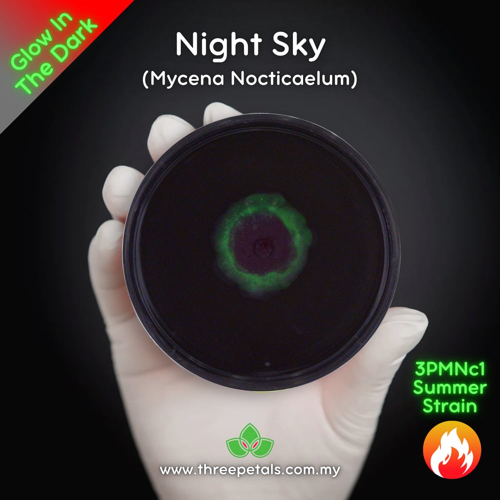 Night Sky (Mycena Nocticaelum) Live Mycelium Mushroom Culture Spawn
