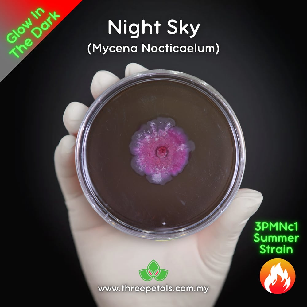 Night Sky (Mycena Nocticaelum) Live Mycelium Mushroom Culture Spawn