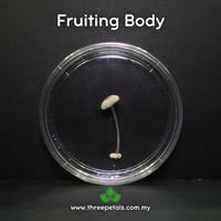 Image 3 of Night Sky (Mycena Nocticaelum) Live Mycelium Mushroom Culture Spawn