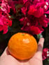 Organic Pixie Tangerine Box Image 2