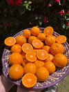 Organic Pixie Tangerine Box