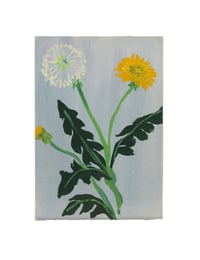 Dandelions 
