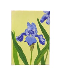 Iris