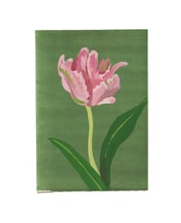 Tulip