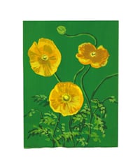 Yellow poppies