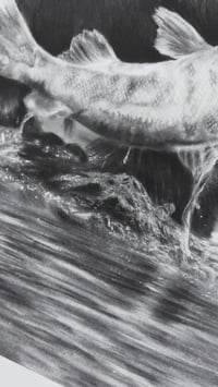 Image 3 of  Giclee print “Catch of the day”  2022