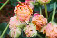 Tulip Gift Certificate