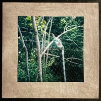 Image 3 of Laughing Chance "Dead Weight" LP [CH-392]