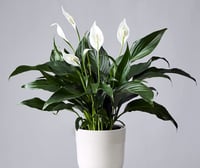 Peace Lily Cuttings