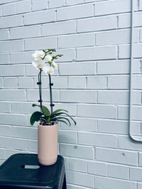 Mini Orchid - White