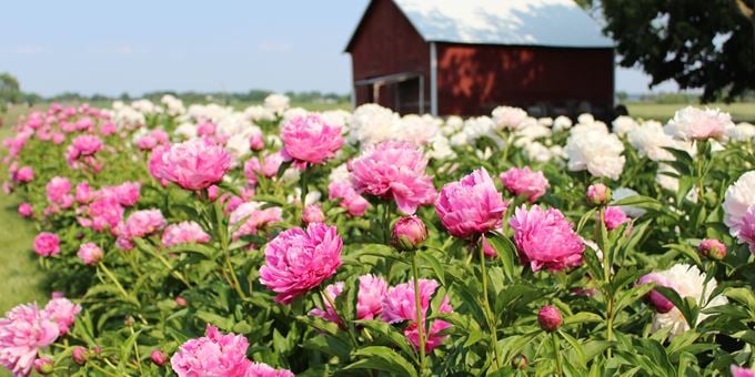 Image of Peony Farm Minis