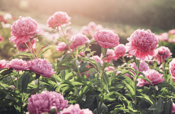 Image of Peony Farm Minis