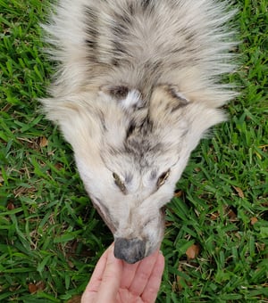 Image of Wolf Skin