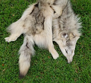 Image of Wolf Skin