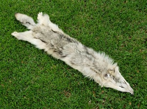 Image of Wolf Skin