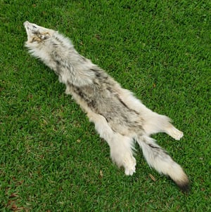 Image of Wolf Skin