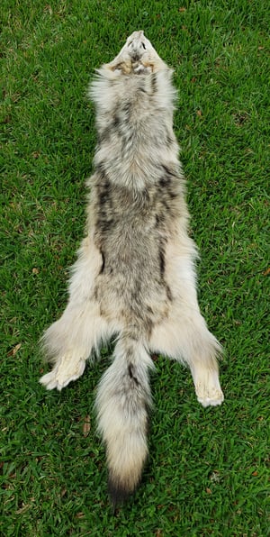 Image of Wolf Skin