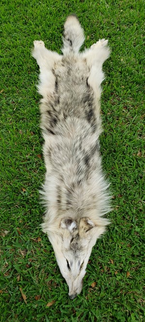 Image of Wolf Skin