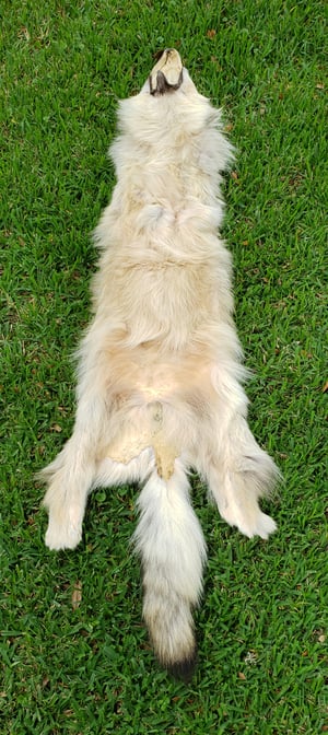 Image of Wolf Skin