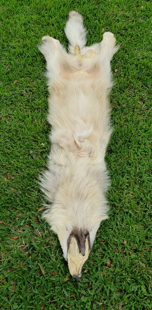 Image of Wolf Skin