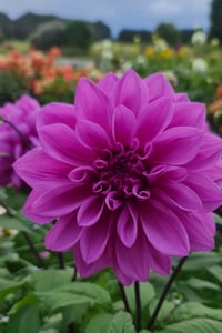 Image 1 of Lilac Time