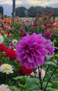 Image 2 of Lilac Time